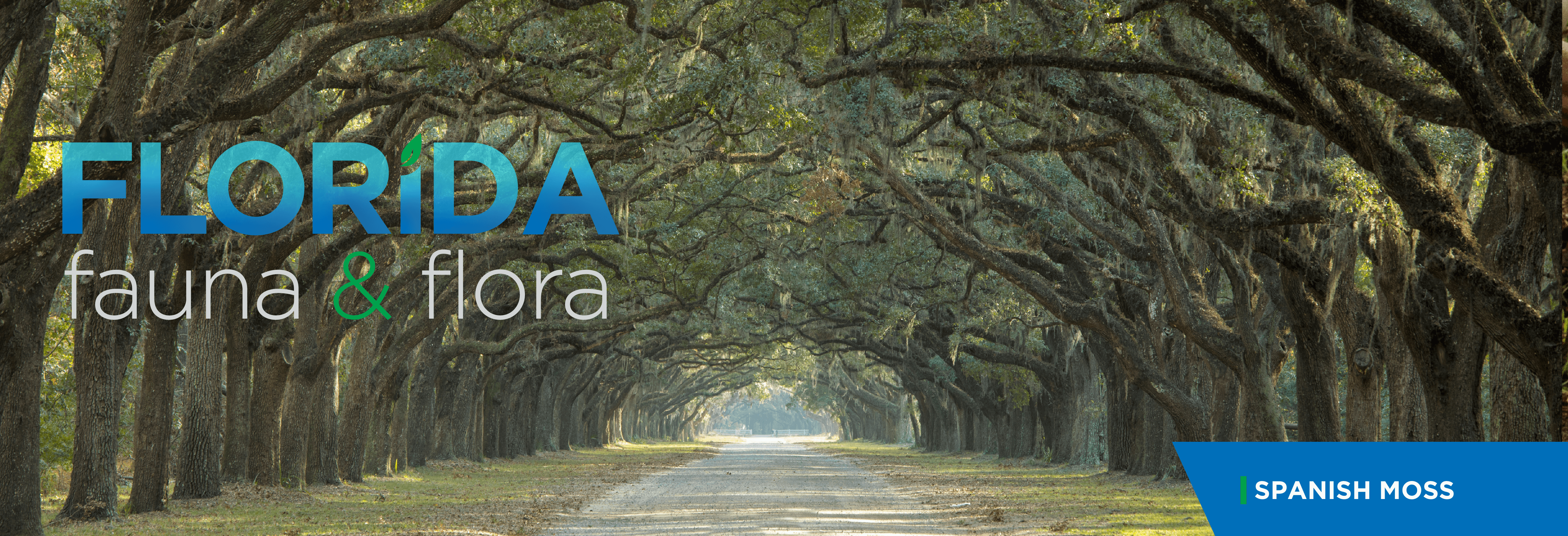 Florida Fauna & Flora – Spanish Moss
