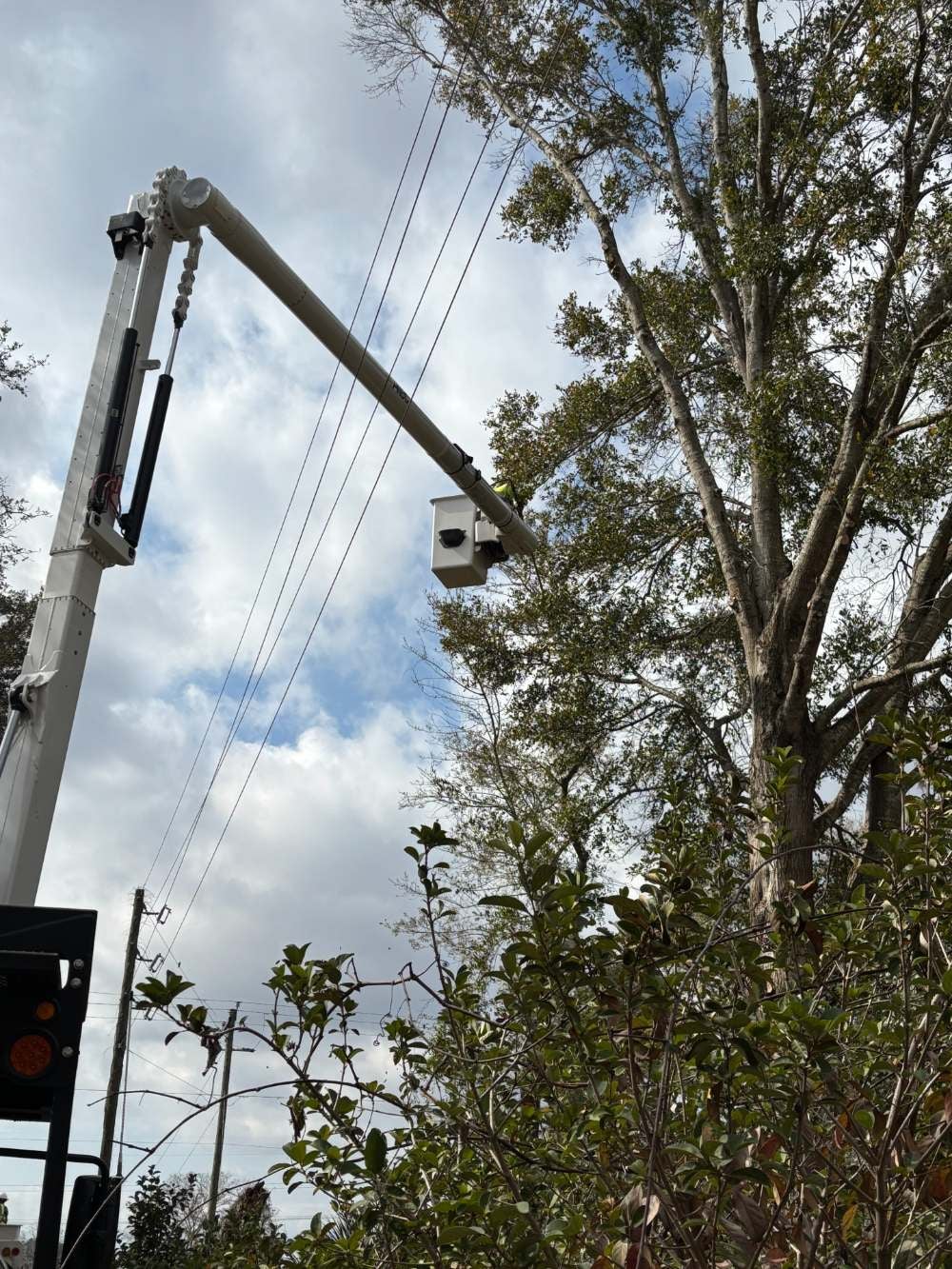 SECO Energy employee tree trimming