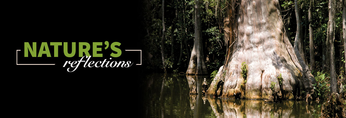 Nature’s Reflections – Florida’s Cypress Trees