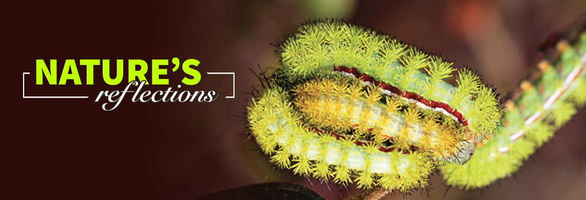 Nature’s Reflections – Stinging Caterpillars