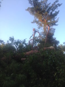 Severe Weather Downs Trees, Lines and Poles in Ocala