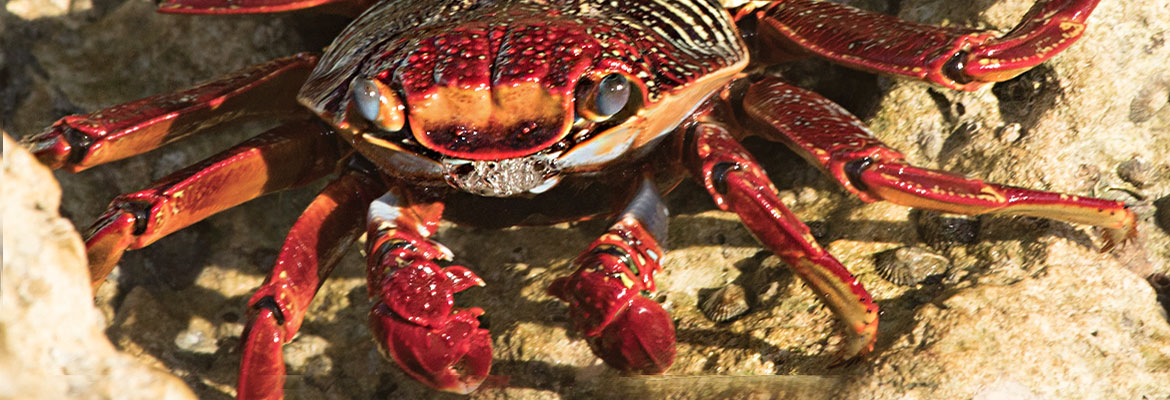 SECO Energy, SECO News September 2016 Nature’s Reflections – Salty Lightfoot Crab