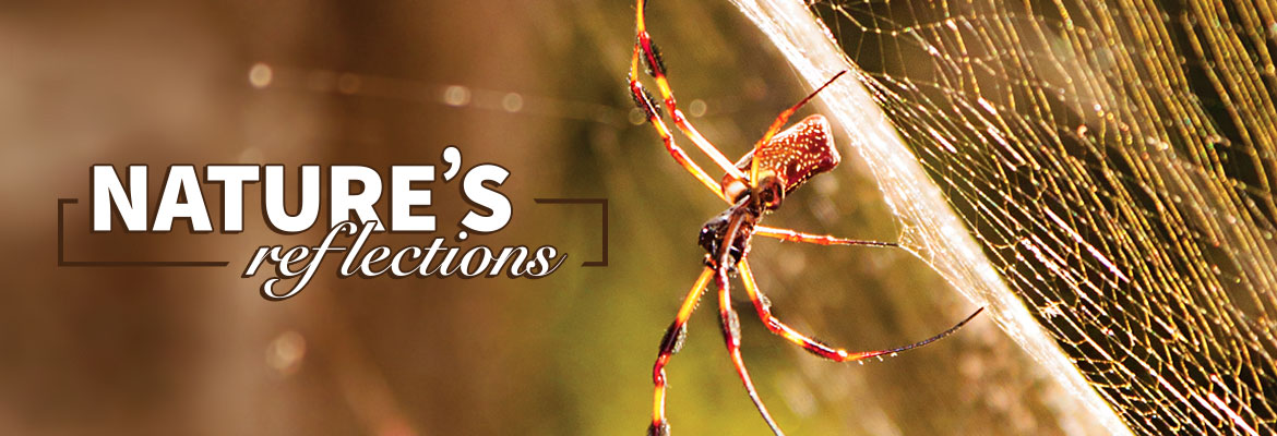 Nature’s Reflections – Arachnophobia Anyone?