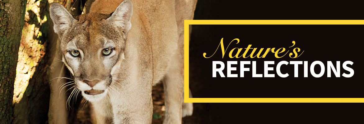 Nature’s Reflections – Florida Panther: Our Biggest Cat
