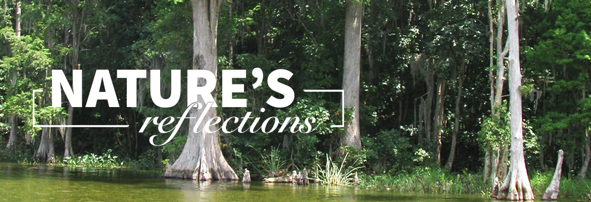 Nature’s Reflections – Florida’s Scenic Dora Canal