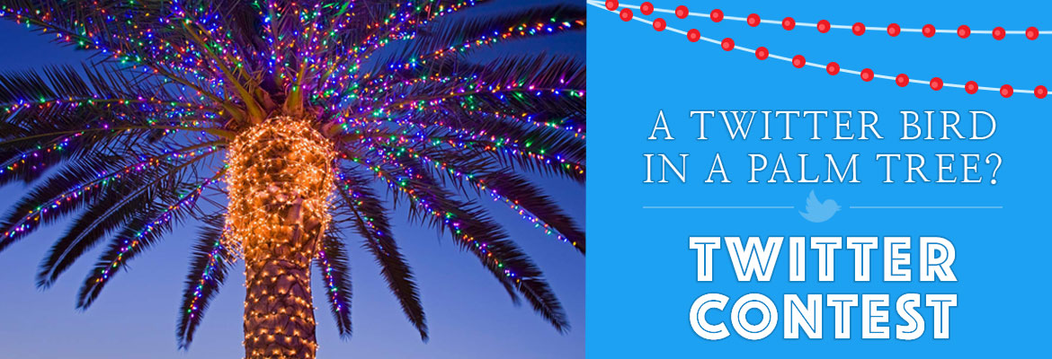 SECO News, December 2016 - A Twitter Bird in a Palm Tree? Twitter Contest