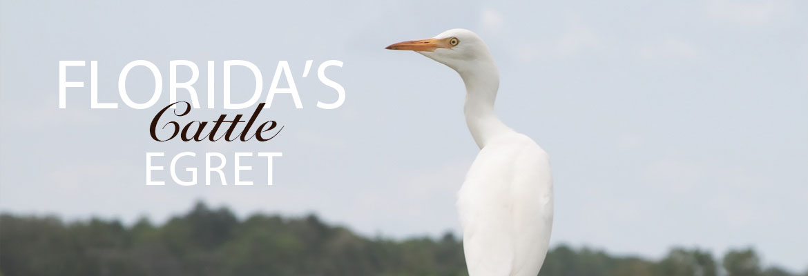 Florida's cattle egret profile