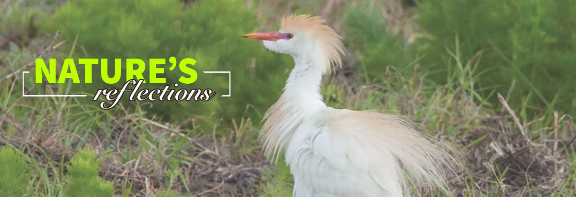 Nature’s Reflections-Florida’s Cattle Egret