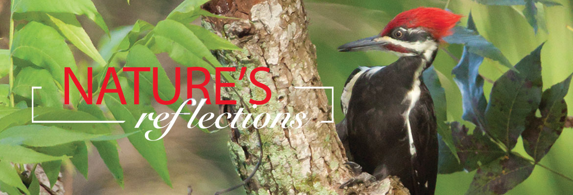 Nature’s Reflections-Pileated Woodpecker