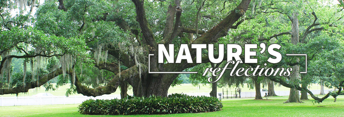 Nature’s Reflections – Florida’s Live Oak