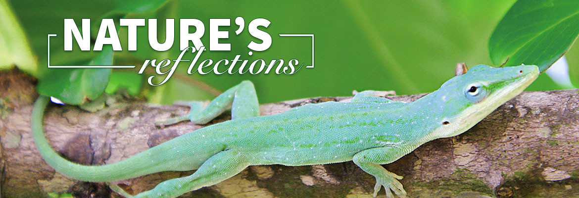 Nature’s Reflections – The Green Anole