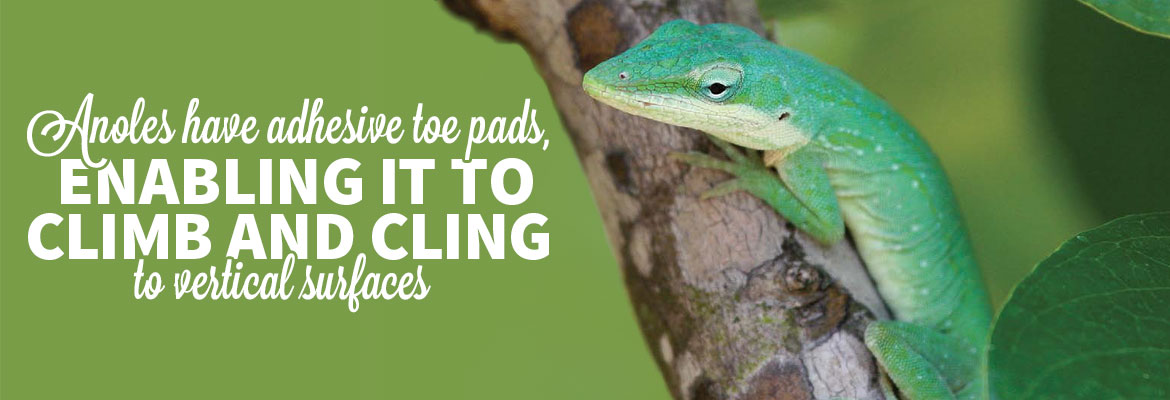 SECO News June 2017, Nature's Reflections - The Green Anole. It has adhesive toe pads, enabling it to climb and cling to vertical surfaces.