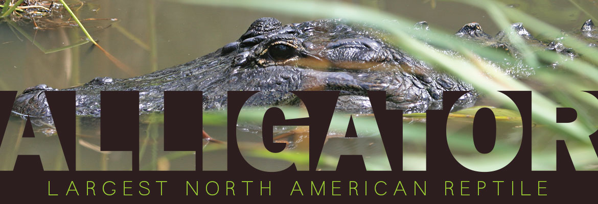 Nature’s Reflections - Living with Alligators, SECO News, September 2017, The American Alligator, the largest North American reptile