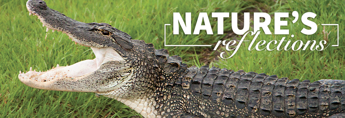 Nature’s Reflections – Living with Alligators