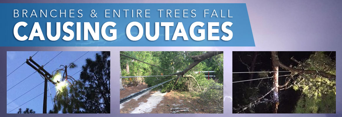 SECO News, September 2017 - Lightning Buzz, Branches and entire trees fall onto lines, bringing down poles and lines, causing outages.