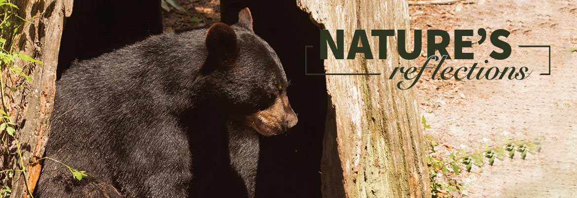 Nature’s Reflections – Florida’s Black Bear