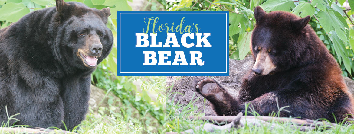 Natures Reflections—Florida's Black Bear