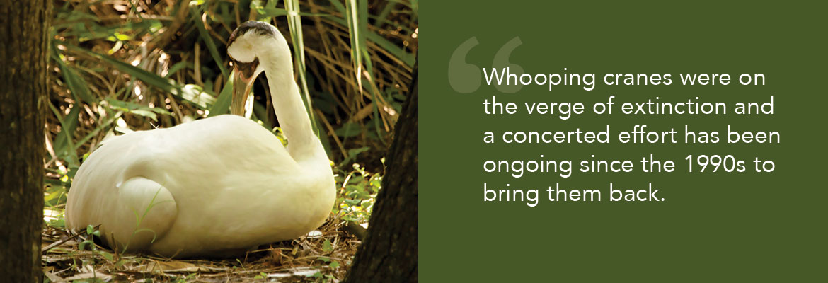 Nature's Reflections Whooping Crane quote