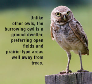 Florida Burrowing Owl image
