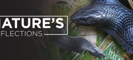 Nature’s Reflections – Eastern Indigo Snake