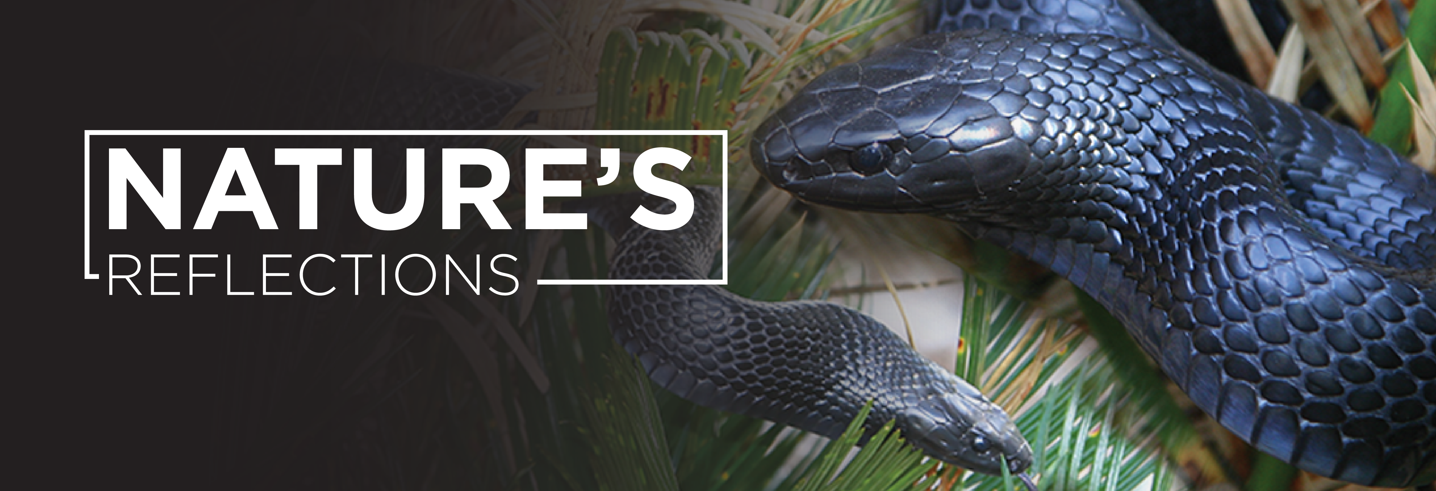 Nature’s Reflections – Eastern Indigo Snake
