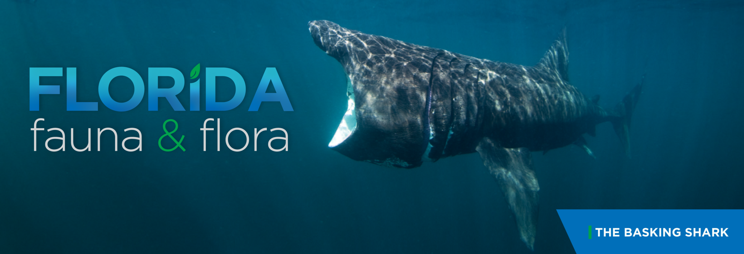 Florida Fauna & Flora – The Basking Shark