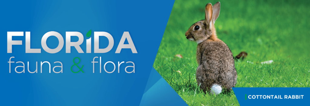 Florida Fauna Flora Cottontail Rabbit SECO Energy