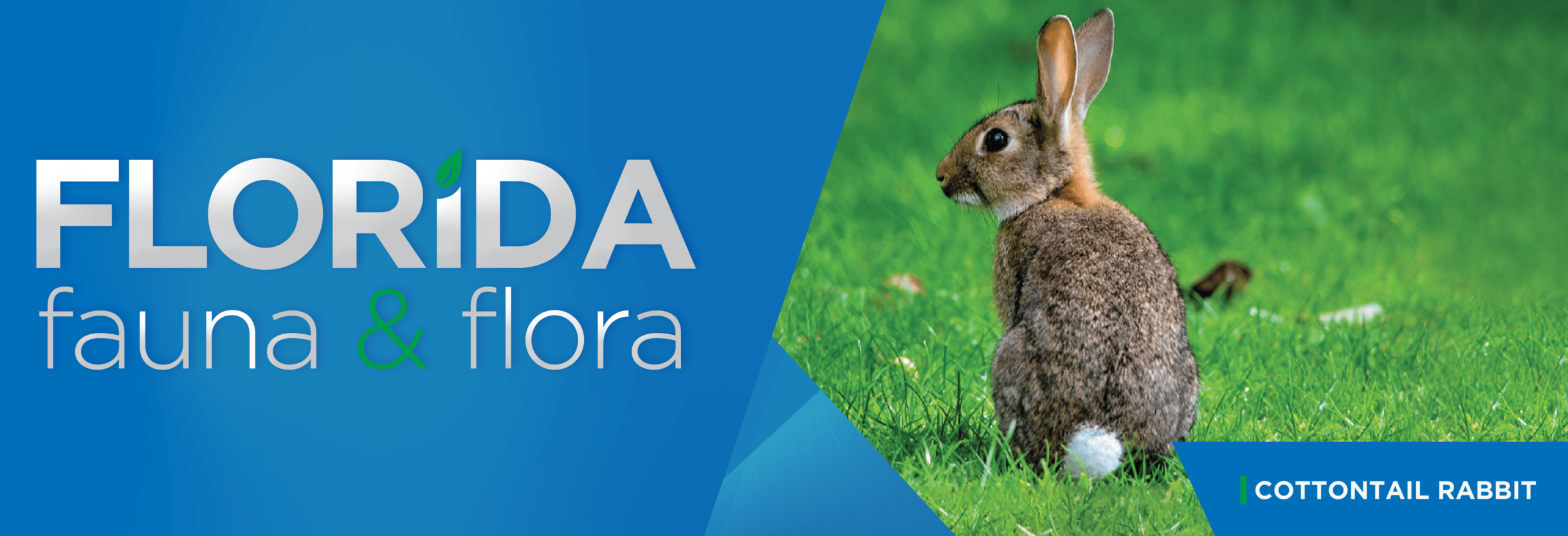 Florida Fauna & Flora – Cottontail Rabbit