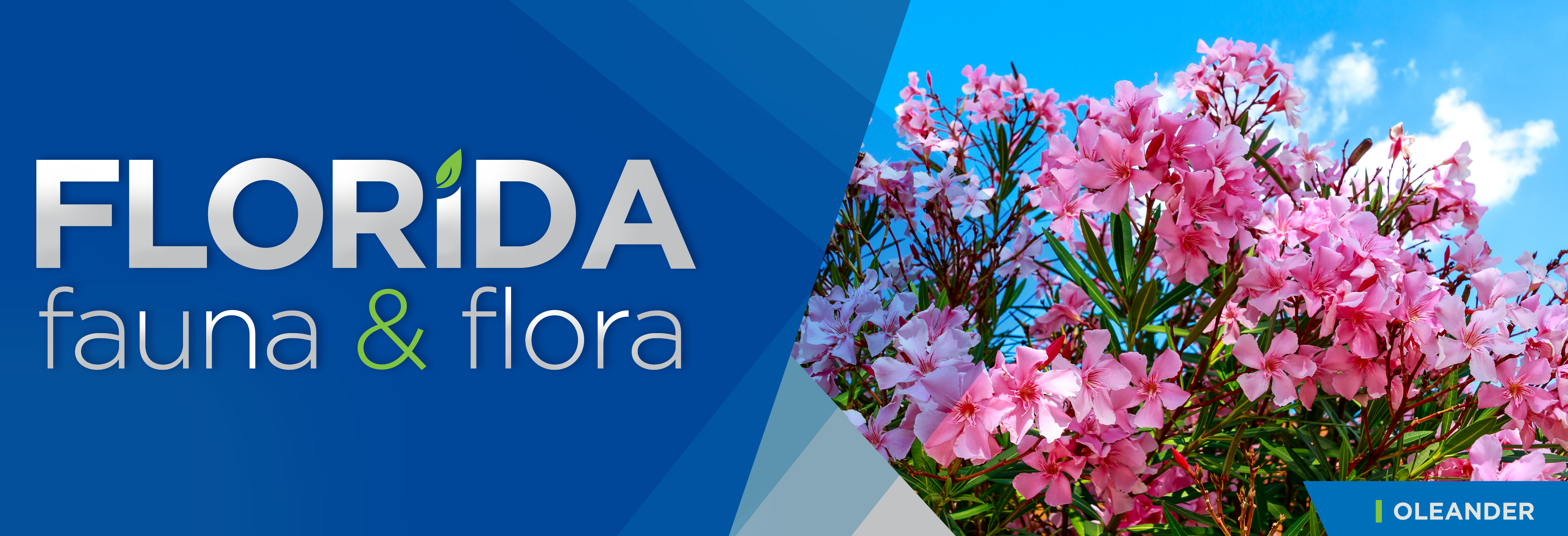 Florida Fauna & Flora – Oleander