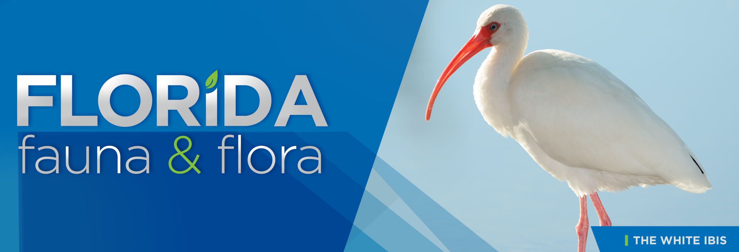 Florida Fauna & Flora – White Ibis