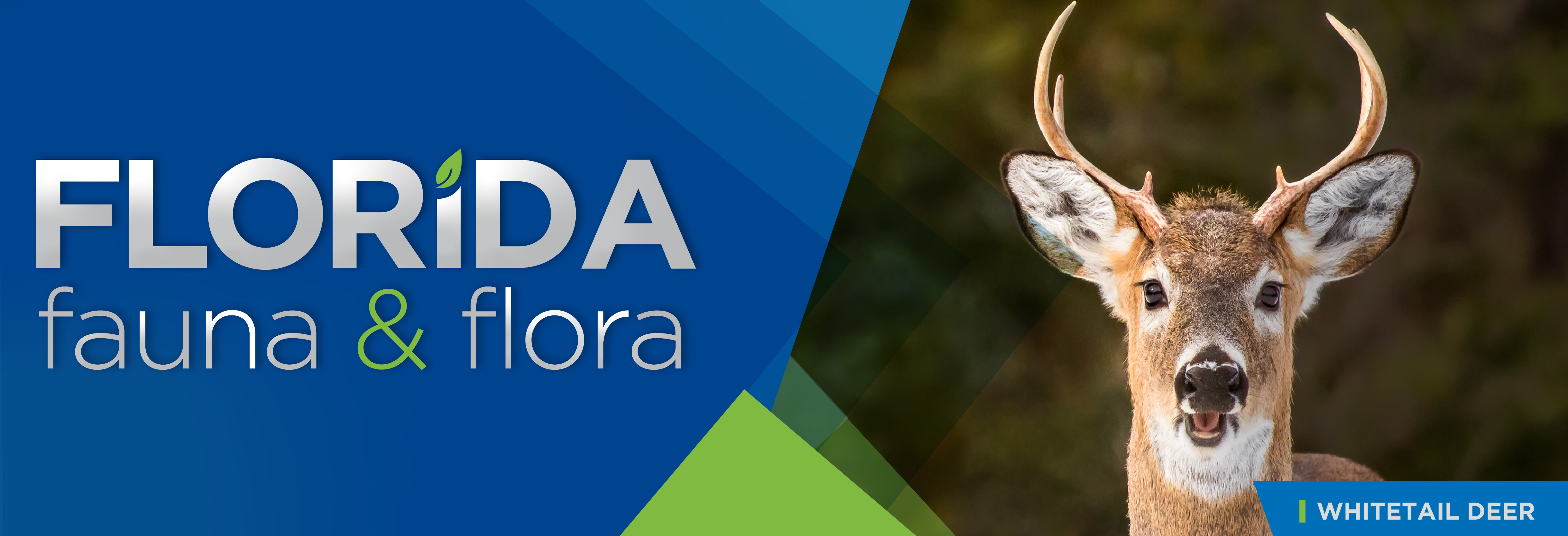 Florida Fauna & Flora – Whitetail Deer