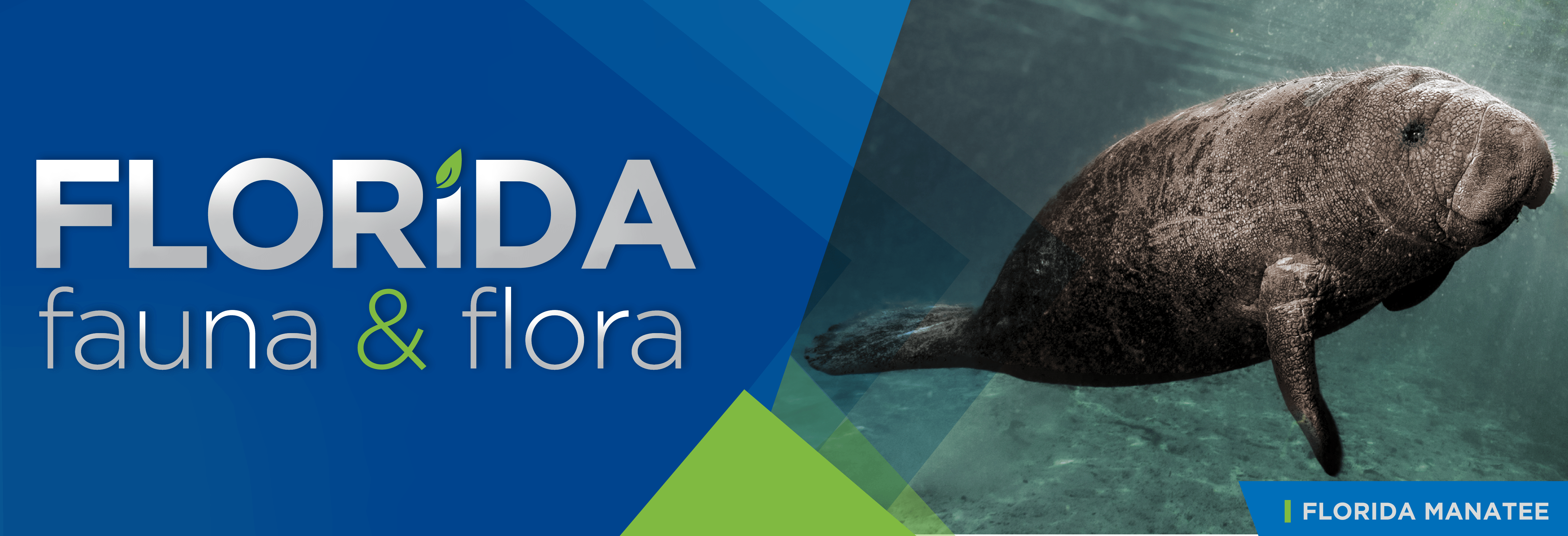 Florida Fauna & Flora – Florida Manatee