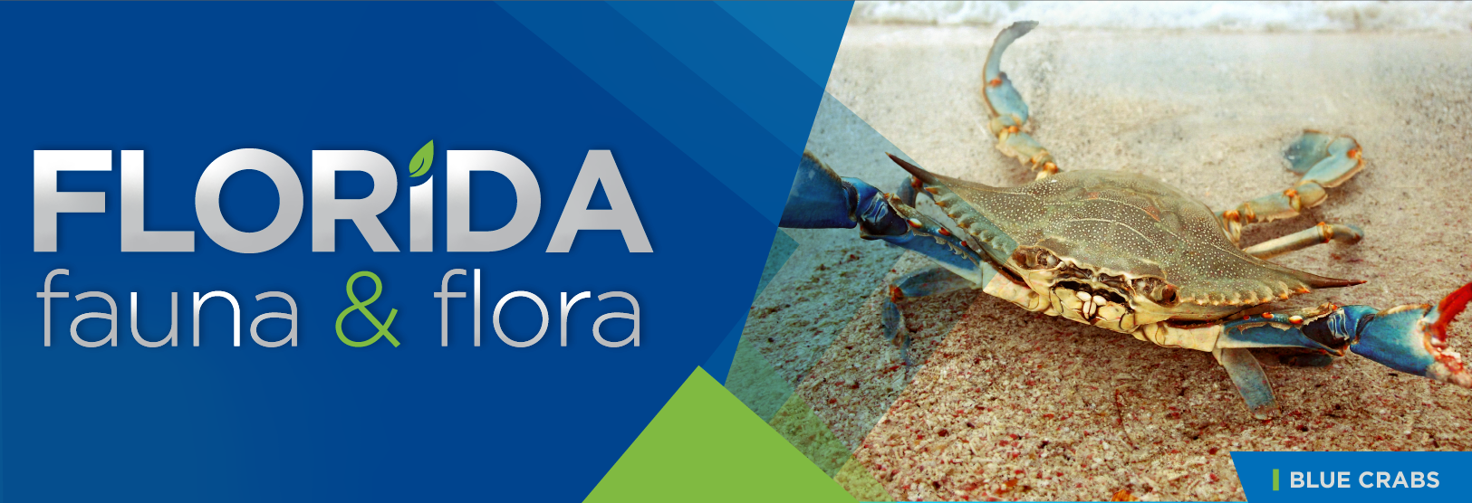 Florida Fauna & Flora – Blue Crabs