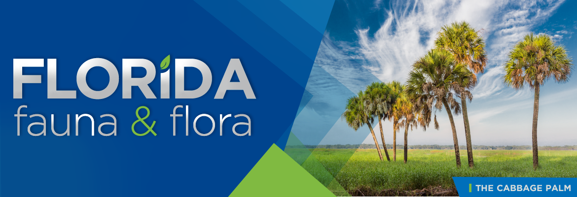 Florida Fauna & Flora – The Cabbage Palm