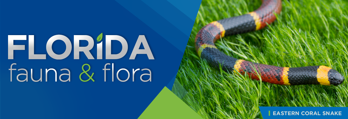 Florida Fauna & Flora – Eastern Coral Snake
