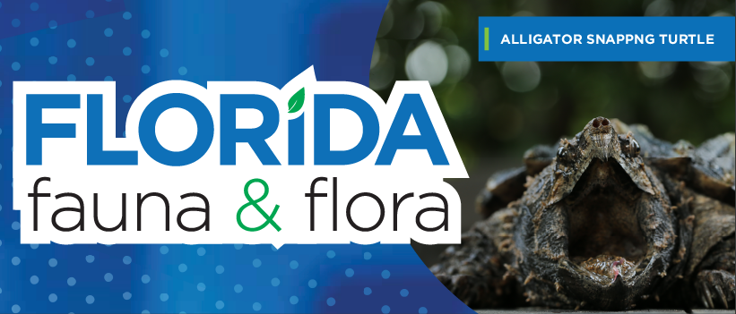 Florida Fauna & Flora – Alligator Snapping Turtle
