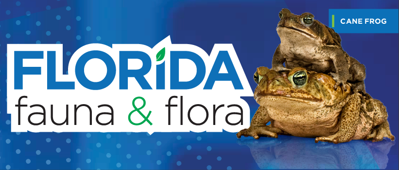 Florida Fauna & Flora – Cane Toad
