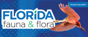 SECO News April 2021 Florida Fauna & Flora Roseate Spoonbill