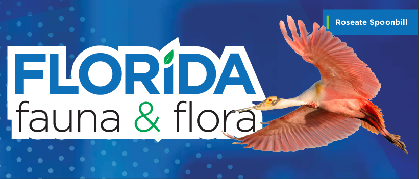 Florida Fauna & Flora – Roseate Spoonbill