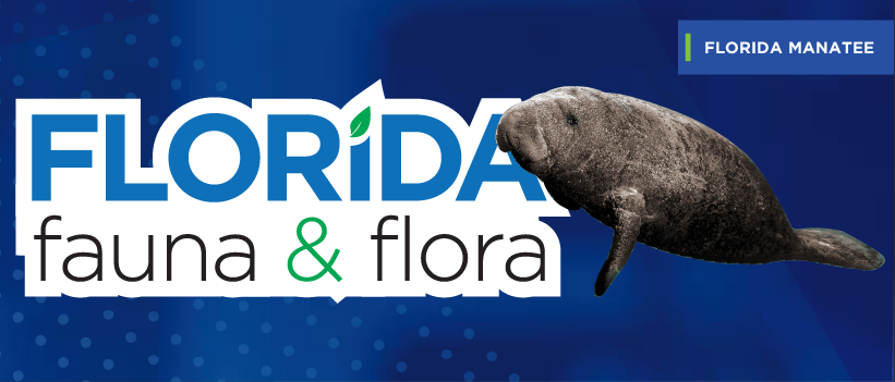 Florida Fauna & Flora – Florida Manatee