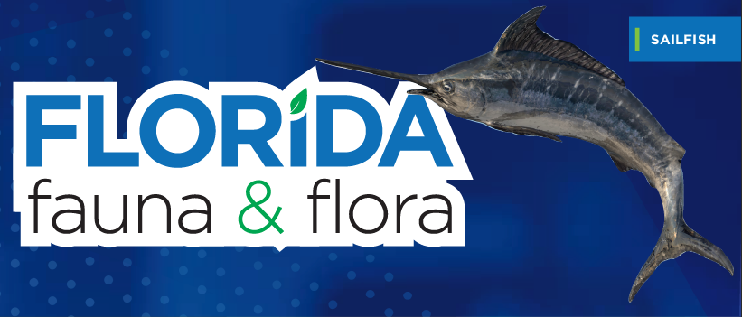 Florida Fauna & Flora – Sailfish