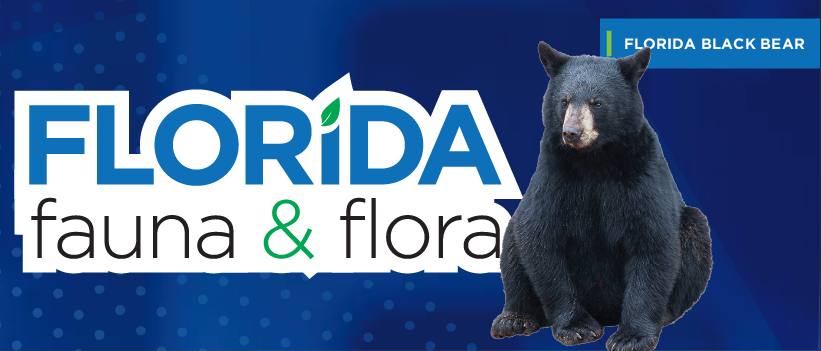 Florida Fauna & Flora – Black Bear
