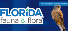 Florida Fauna & Flora – Southeastern American Kestrel