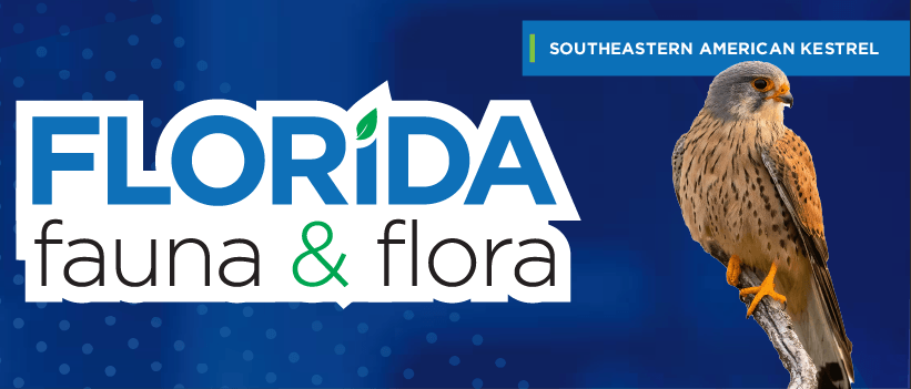 Florida Fauna & Flora – Southeastern American Kestrel