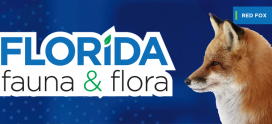Florida Fauna & Flora – Red Fox