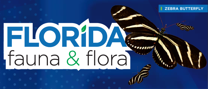 Florida Fauna & Flora – Zebra Butterfly