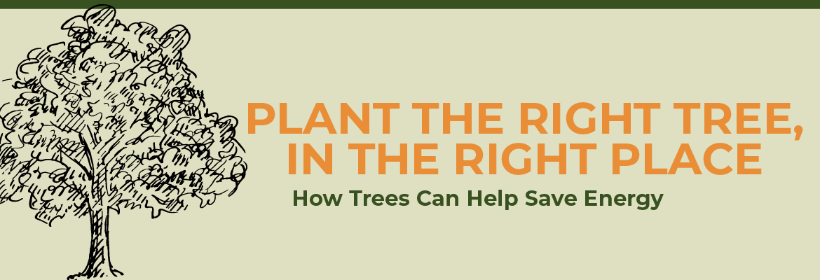 SECO News April 2026 Plant The Right Tree, In the Right Place: How Trees Can Help Save Energy
