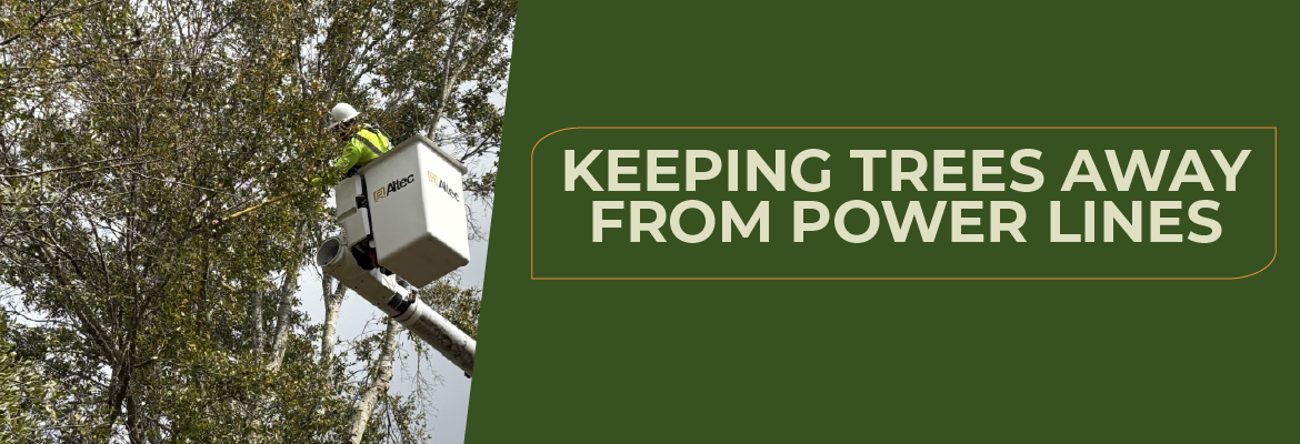 SECO News April 2026 Keeping Trees Away From Power Lines